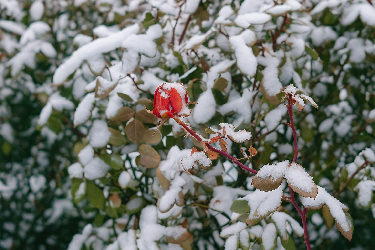How to Protect Roses During Winter in the U.S.