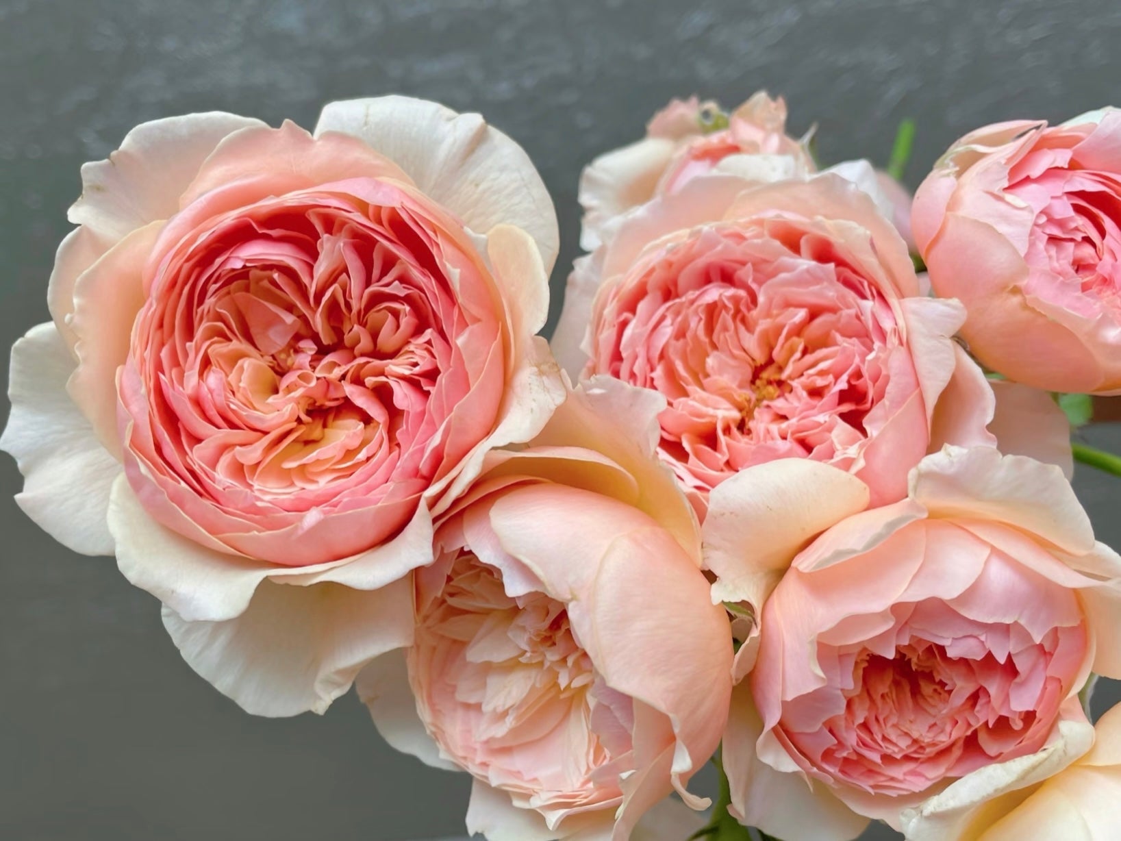 What Makes Masora So Popular Among Rose Lovers