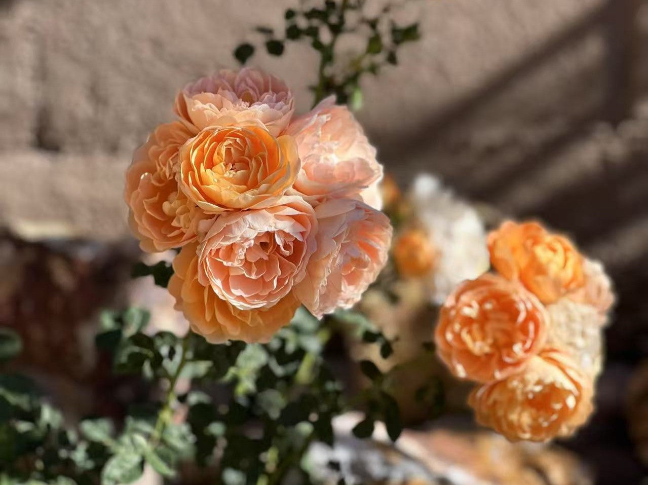 How to Care for Your Rose After Arrival – Step-by-Step Guide