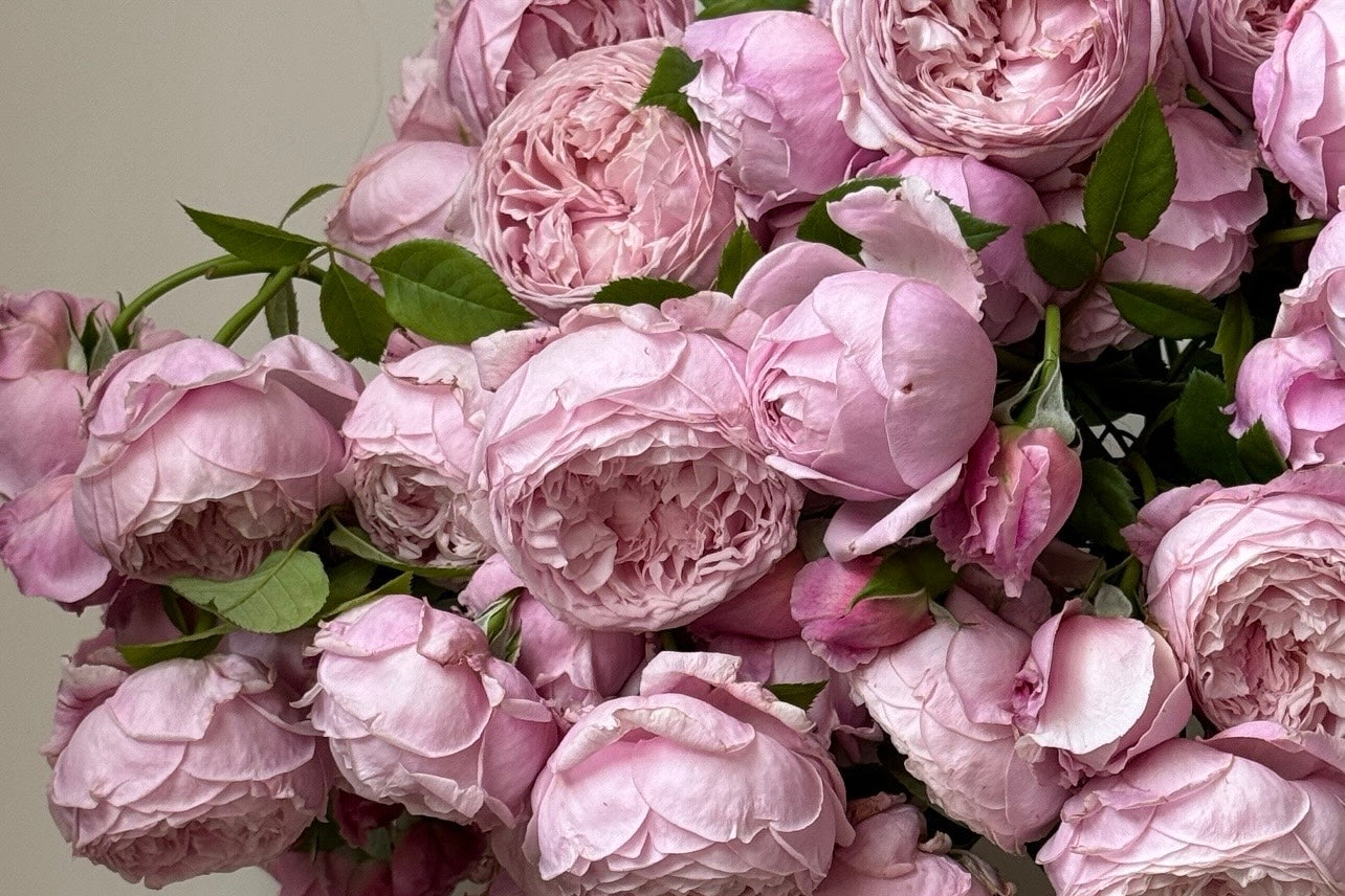 Top 10 Most Fragrant Roses to Grow in 2025 — Kate Roses Selection