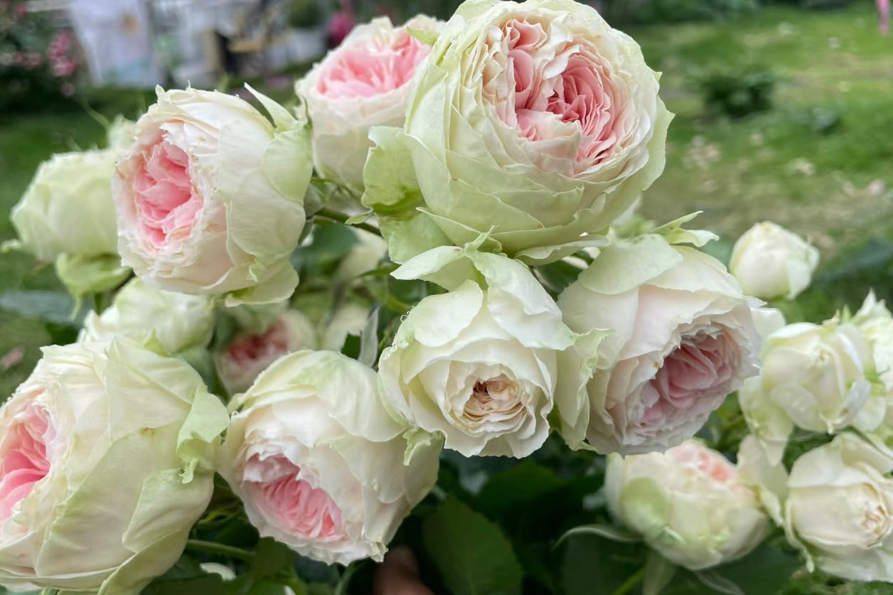 Pot or Ground? How to Choose the Right Way to Plant Your Rose