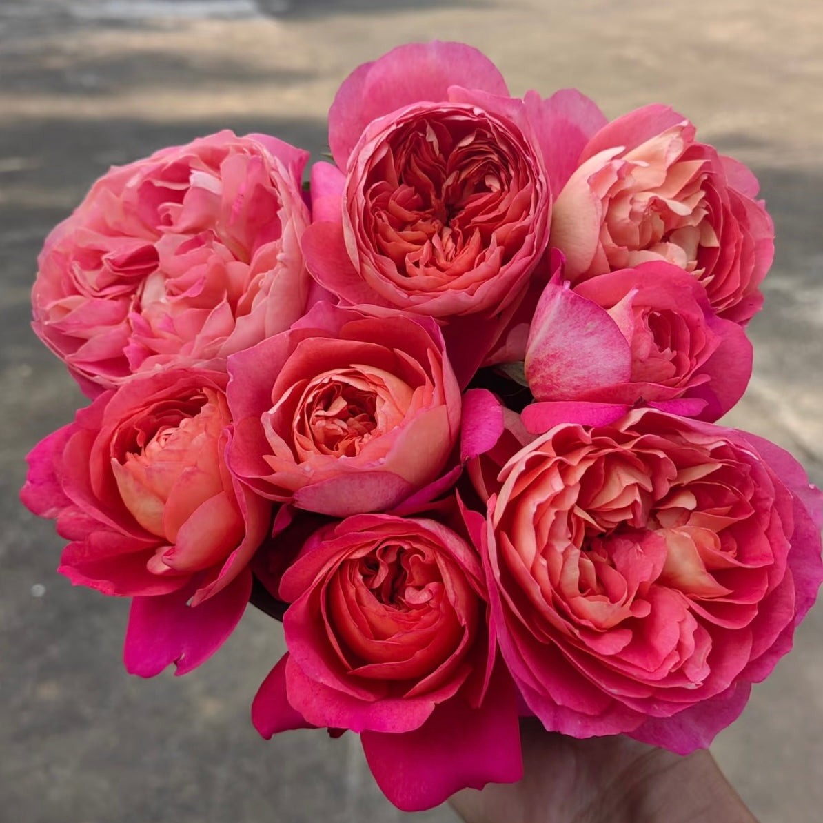 Juicy Beauty Rose