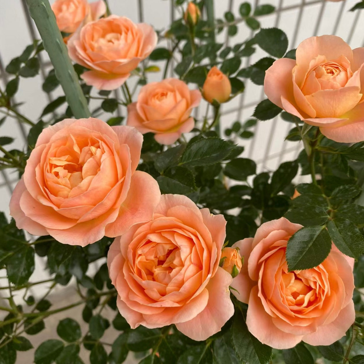 Sweet Dream Rose - Kate Roses