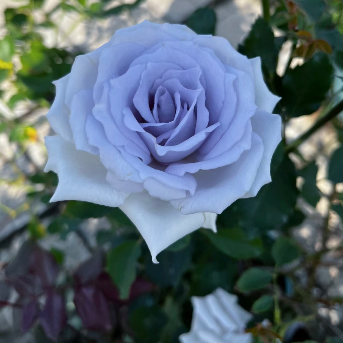 Blue Grawn rose glowing in sunlight with shimmering blue petals that shift with light and temperature.