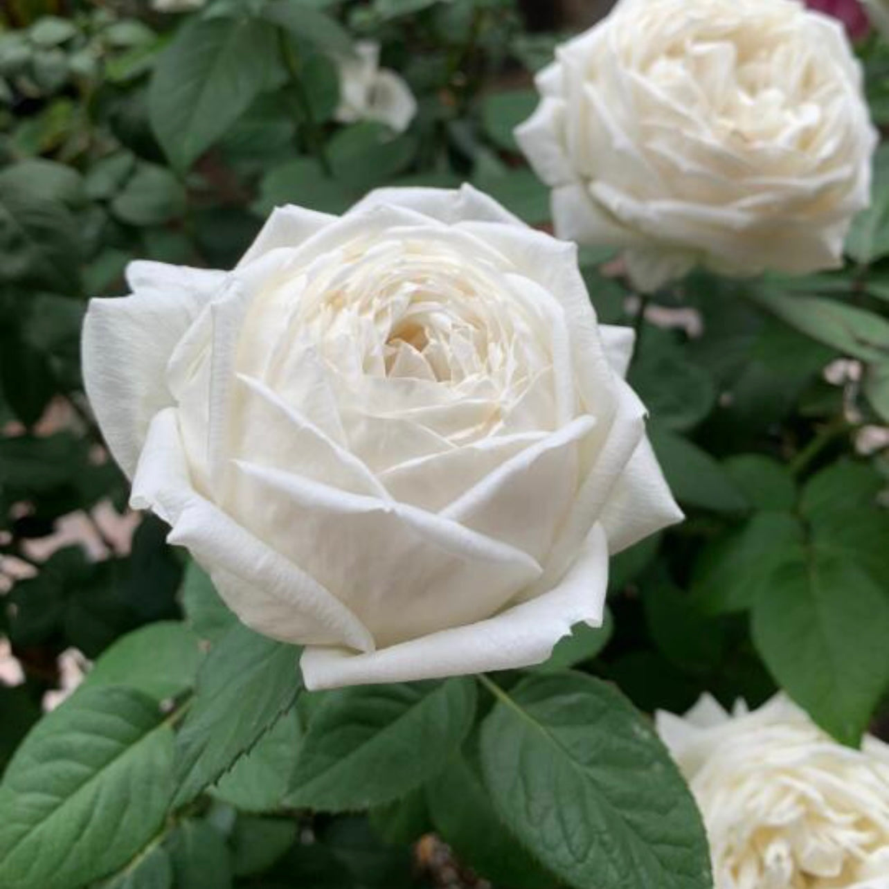 Wedding Road Cloche de Mariage Rose - Kate Roses
