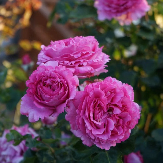 Close-up of Yves Piaget Climbing Rose showing deeply cupped ruffled petals and rich pink color.