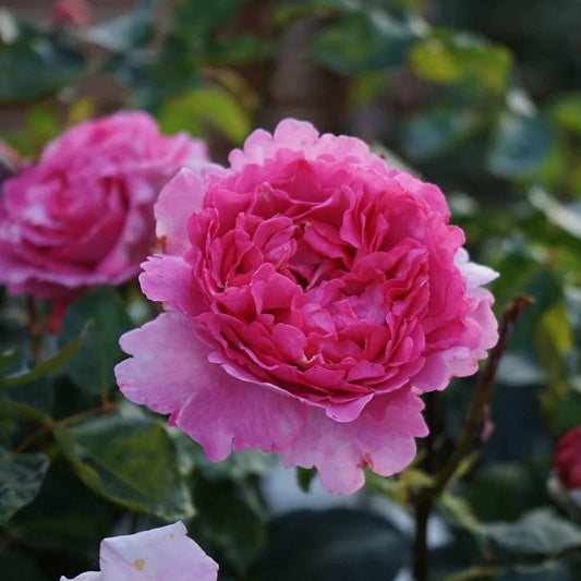Large bloom of Yves Piaget Climbing Rose captured up close with textured, frilled edges.