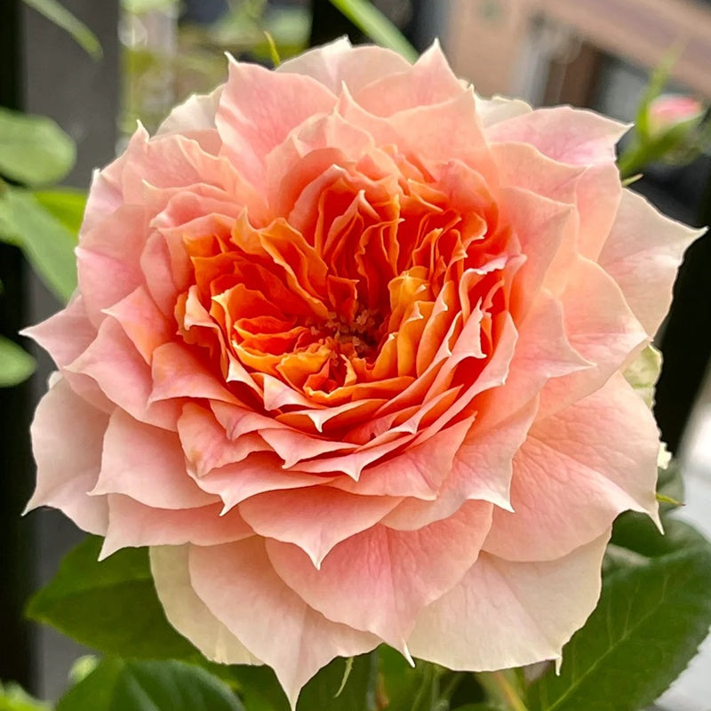 Close-up of Lanterne Citrouille rose showing its yellow, pink, and orange lantern-like petals.