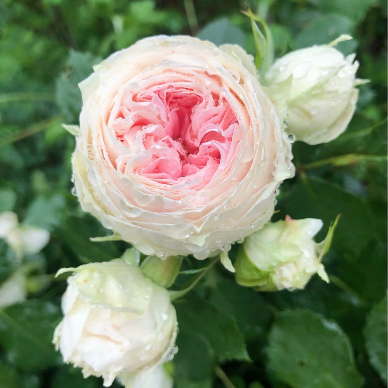 Close-up of Pompon Veranda rose bloom showing round layered petals with cream and blush pink tones.