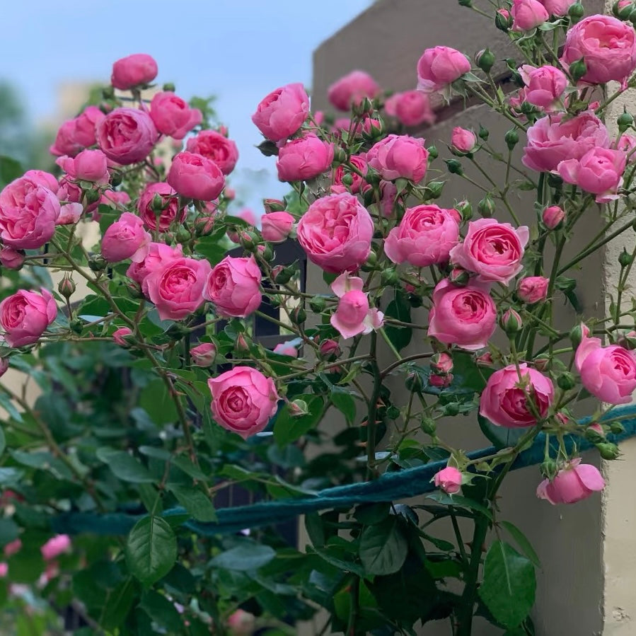 Group of Pomponella roses in full bloom with pompon-shaped petals, romantic pink color, and excellent disease resistance.