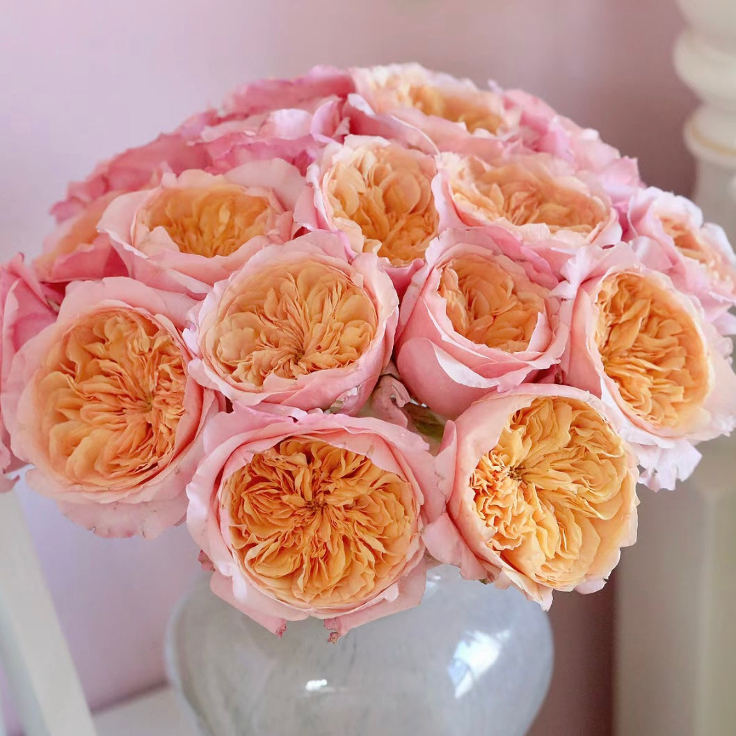 Victoria ‘s Secret Rose - Kate Roses