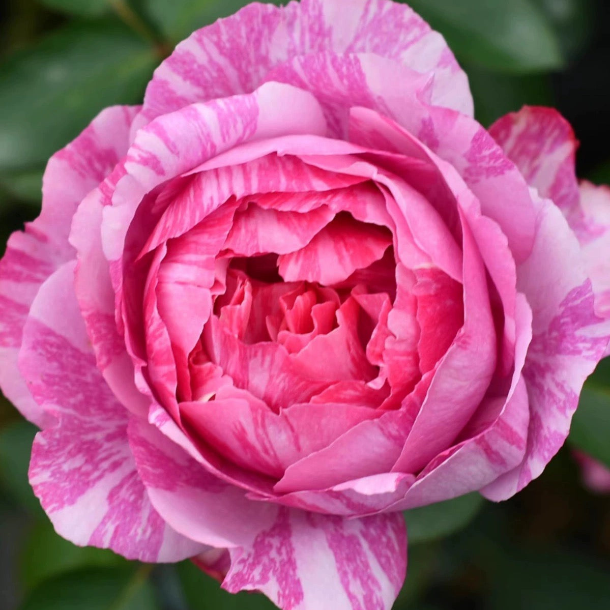 Yves Splash Rose - Kate Roses