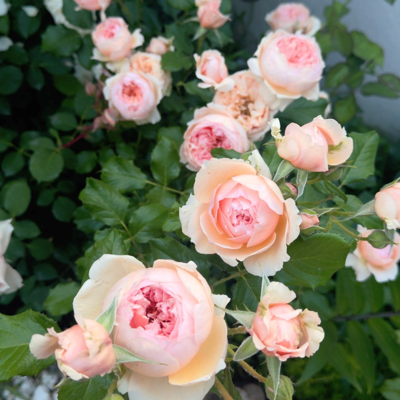 Close-up of Masora roses in the garden with layered, peach-toned petals glowing softly under natural light.