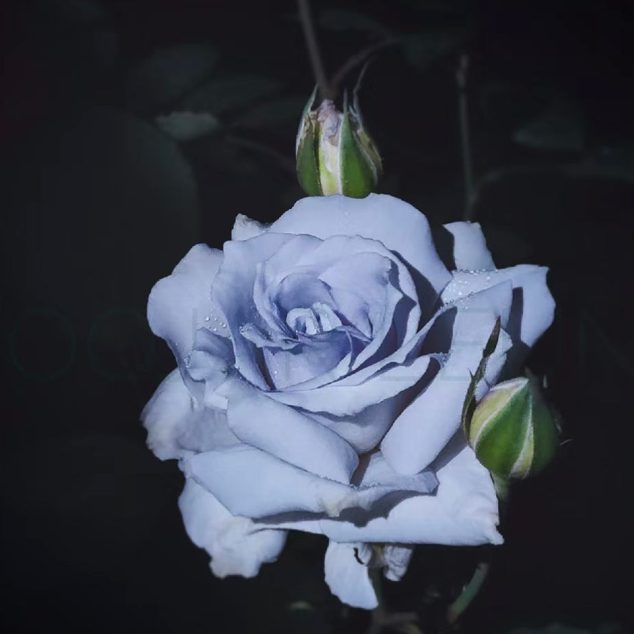 Blue Grawn rose with blue-tinted blooms and glossy green foliage, rare and striking rose from Kate Roses.