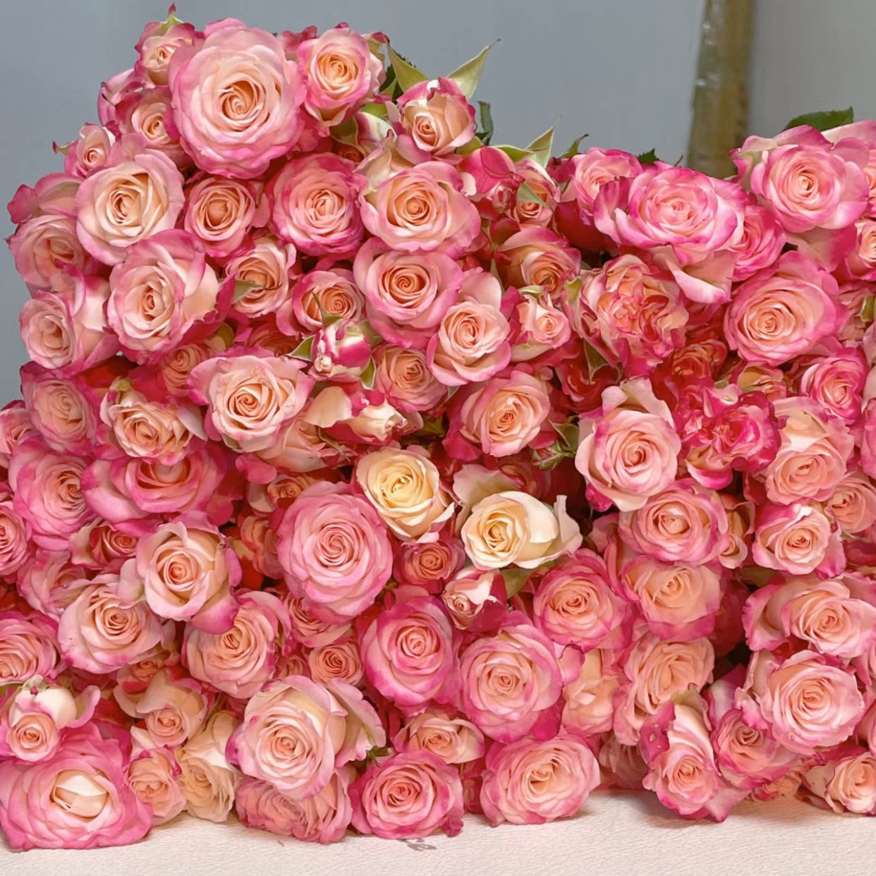 Reflex Rose - Kate Roses