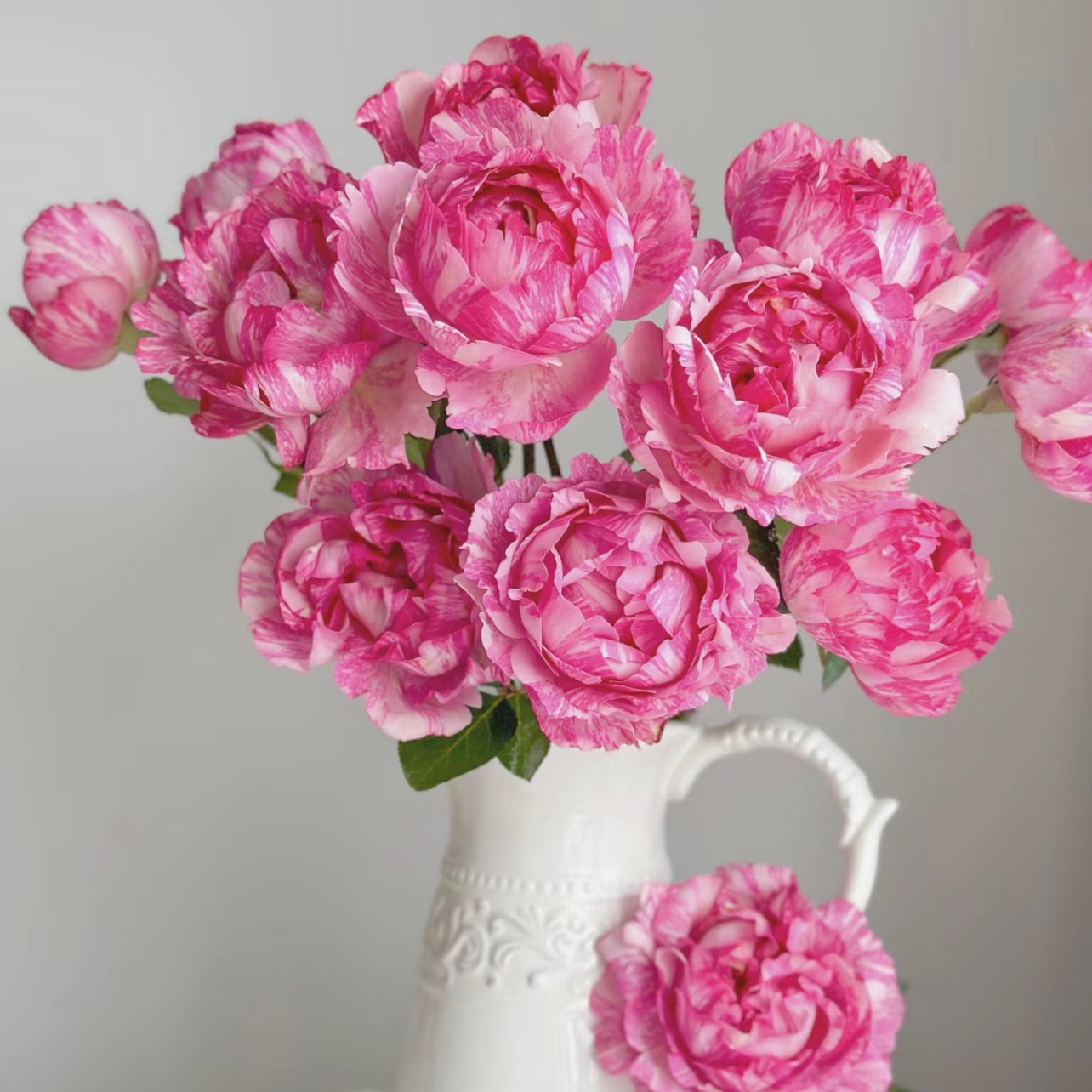 Yves Splash Rose - Kate Roses