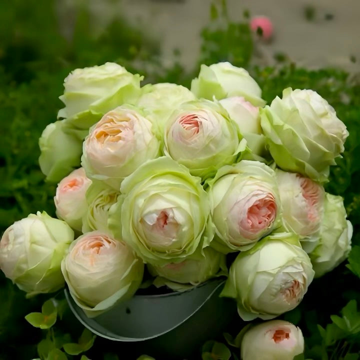 Armure Blanche Japanese rose with creamy white petals edged in blush pink, potted plant from Kate Roses.