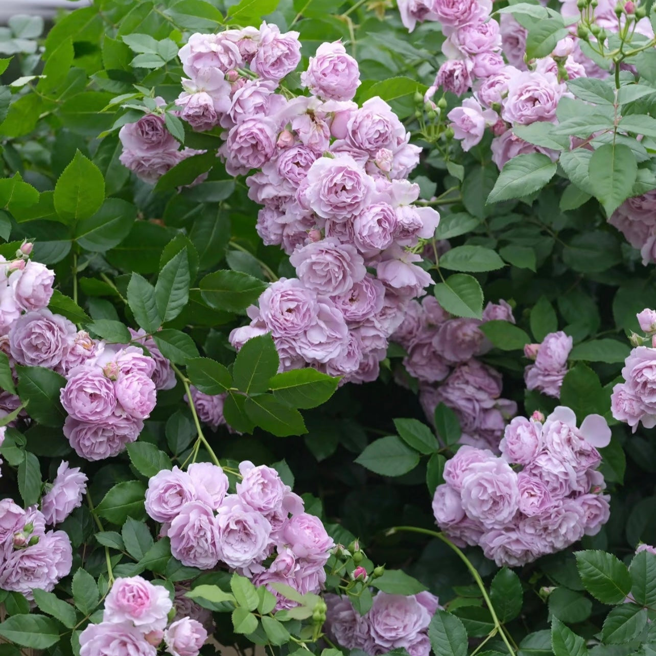 Lavender Bouquet Rose