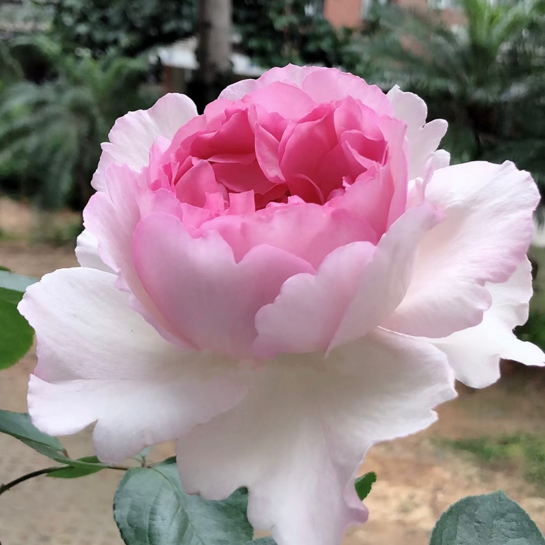 Yves Le Metropole Rose - Kate Roses