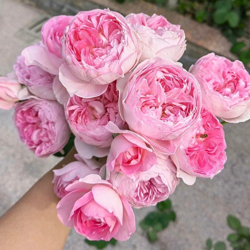 Mon Coeur Rose - Kate Roses