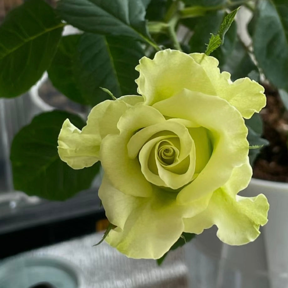 Super Green rose blooming in garden, bright green flowers adding a cool, modern accent to the landscape.