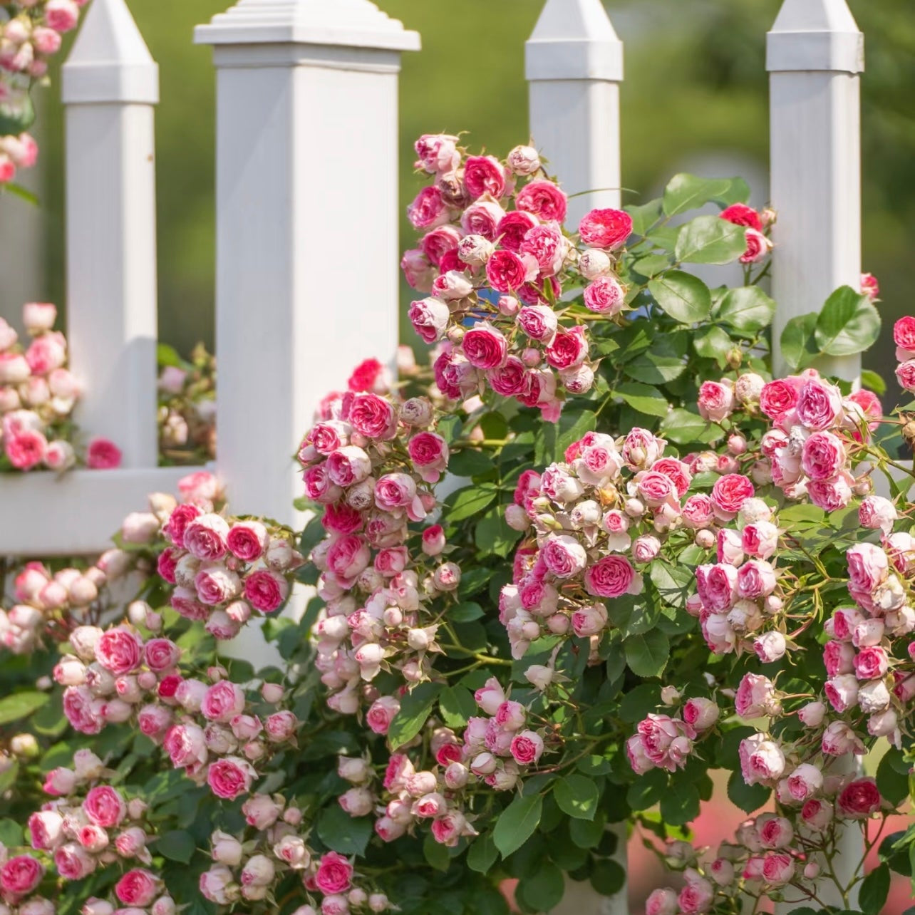 Yan Zhi Kou Rose – Vigorous Climbing Rose with Red and Pink Blooms