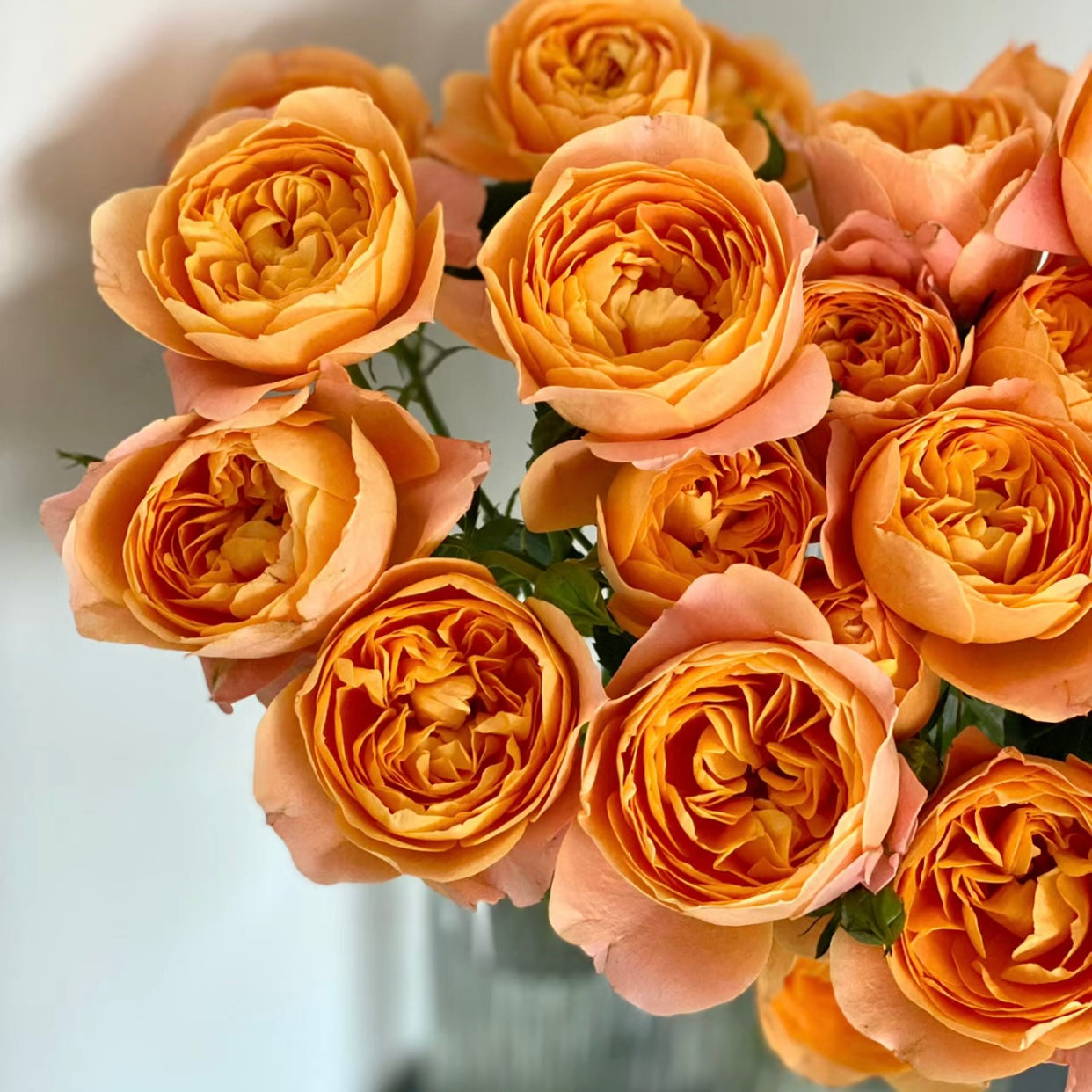 Close-up of Juicy Terrazza rose bloom showing bright coral petals with orange highlights, Japanese rose variety by Kate Roses.