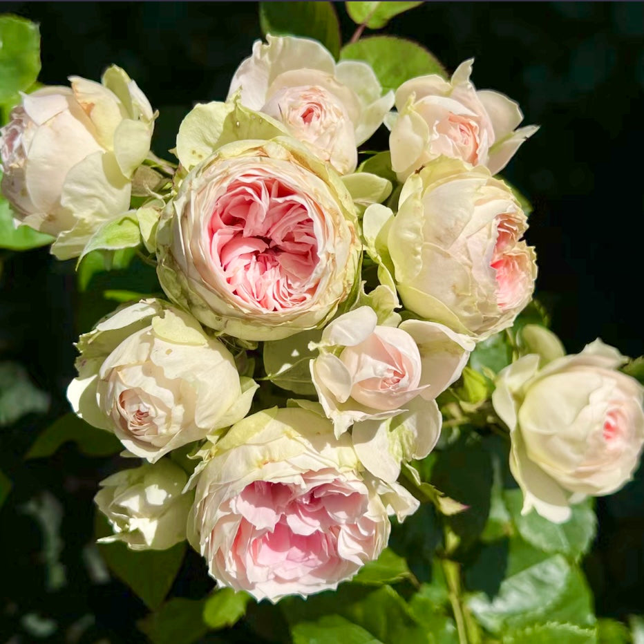 Cluster of Pompon Veranda roses featuring delicate cream and pink pompon flowers, elegant and low-maintenance hybrid rose.