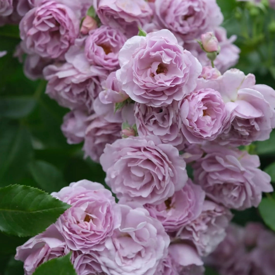 Lavender Bouquet Rose