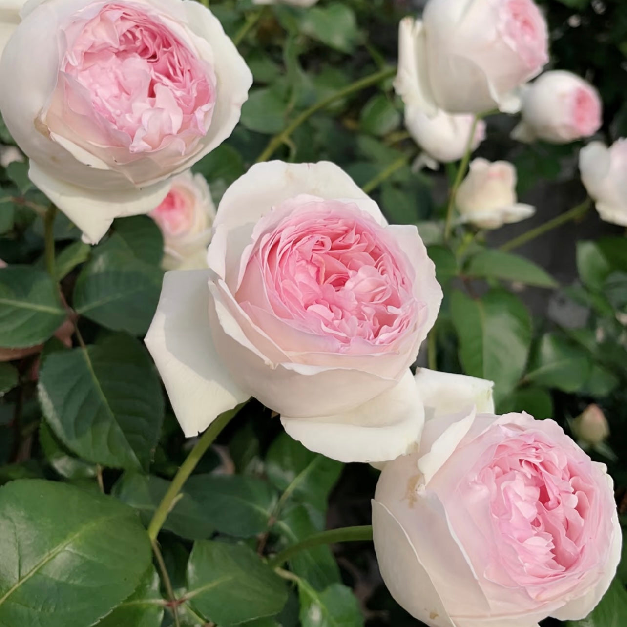 Yves L’esprit de fille rose stem with glossy green leaves and cupped-shaped pink blooms, compact and beautifully fragrant.