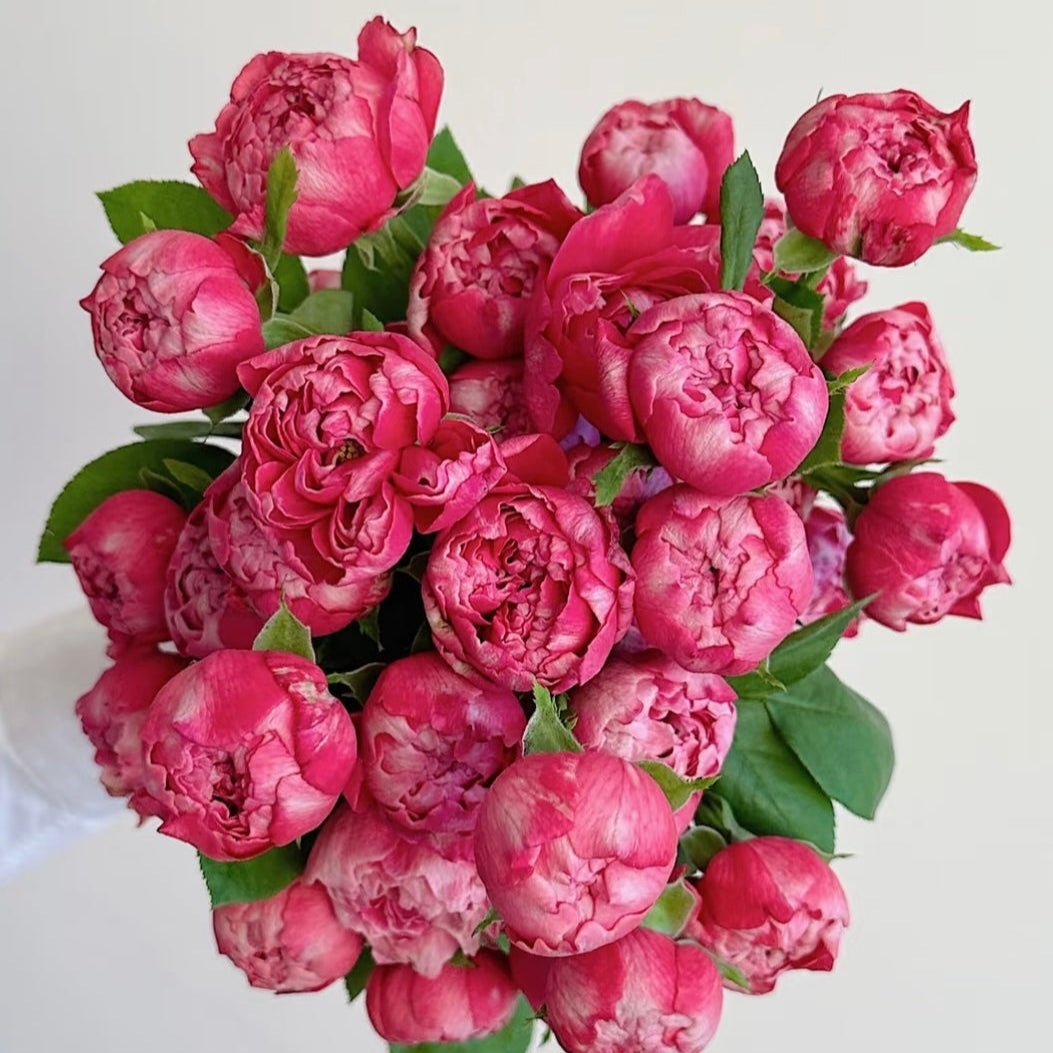 Zi Wu Ning Shuang Rose