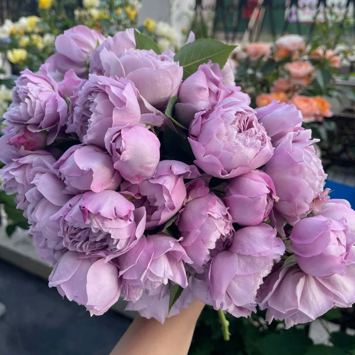 Bouquet of Kong Meng roses showing large, cupped lavender blooms with heavily layered petals and soft mauve tones.