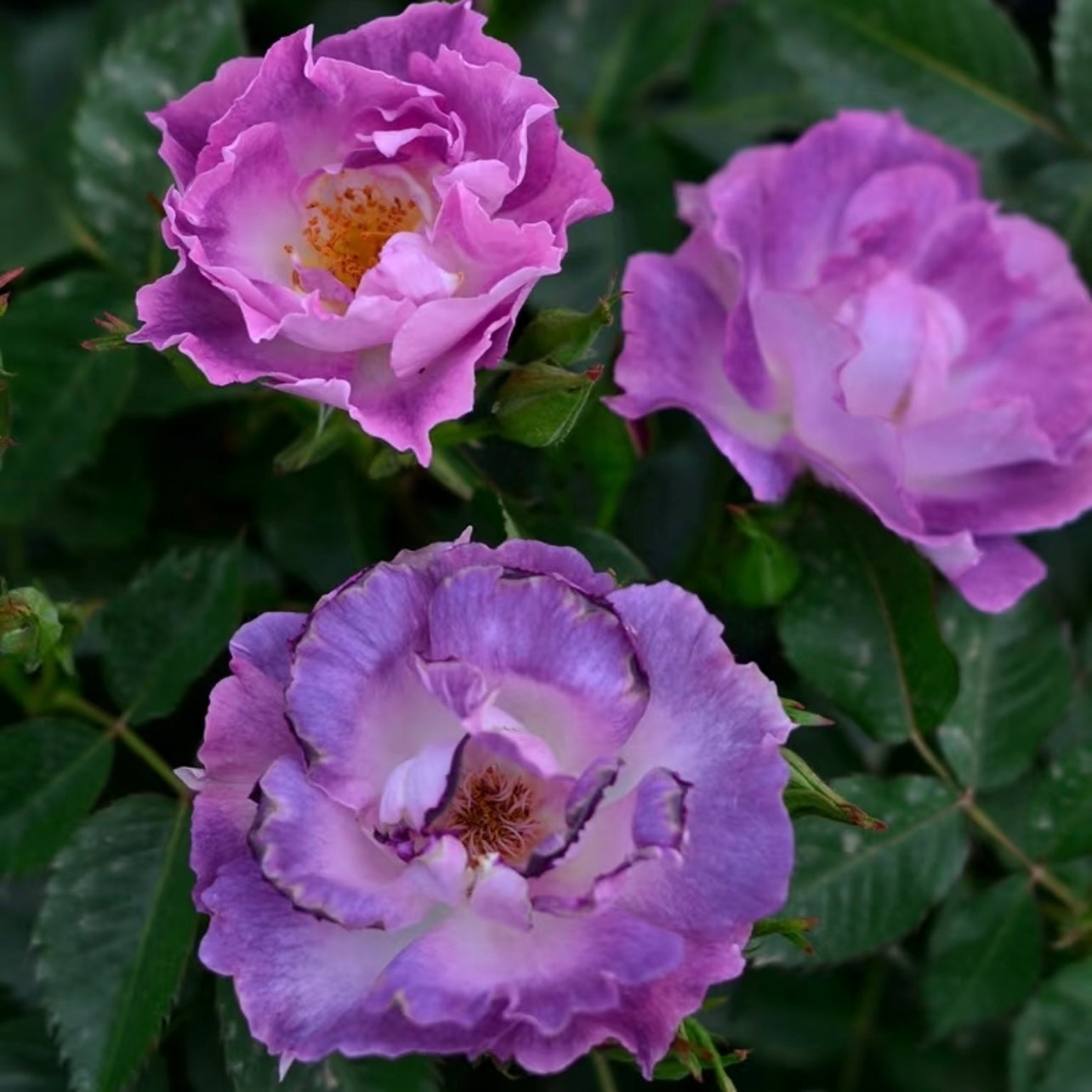 Blue For You rose bush with cool purple flowers and healthy green foliage.
