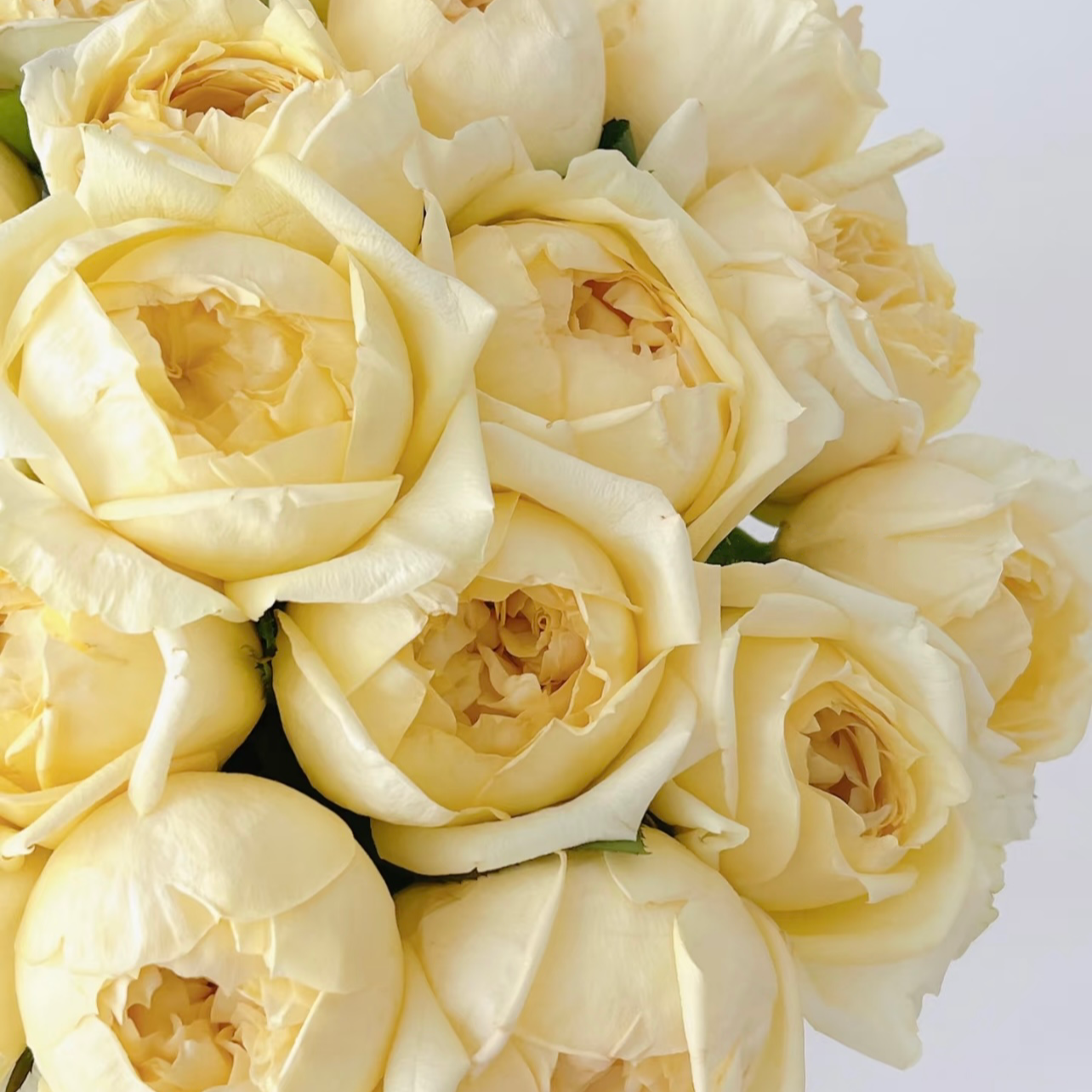 Yves Golden Piaget Rose