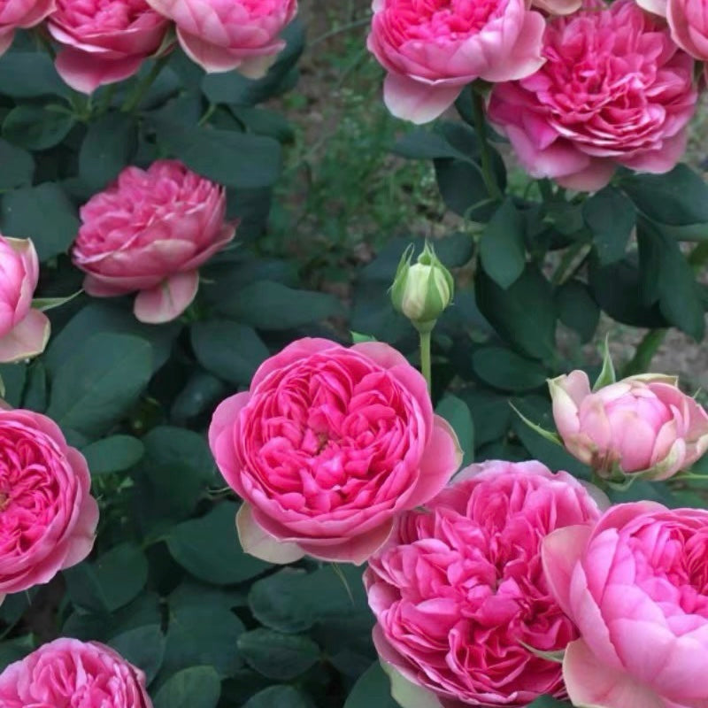 Lotus Gem Rose - Kate Roses