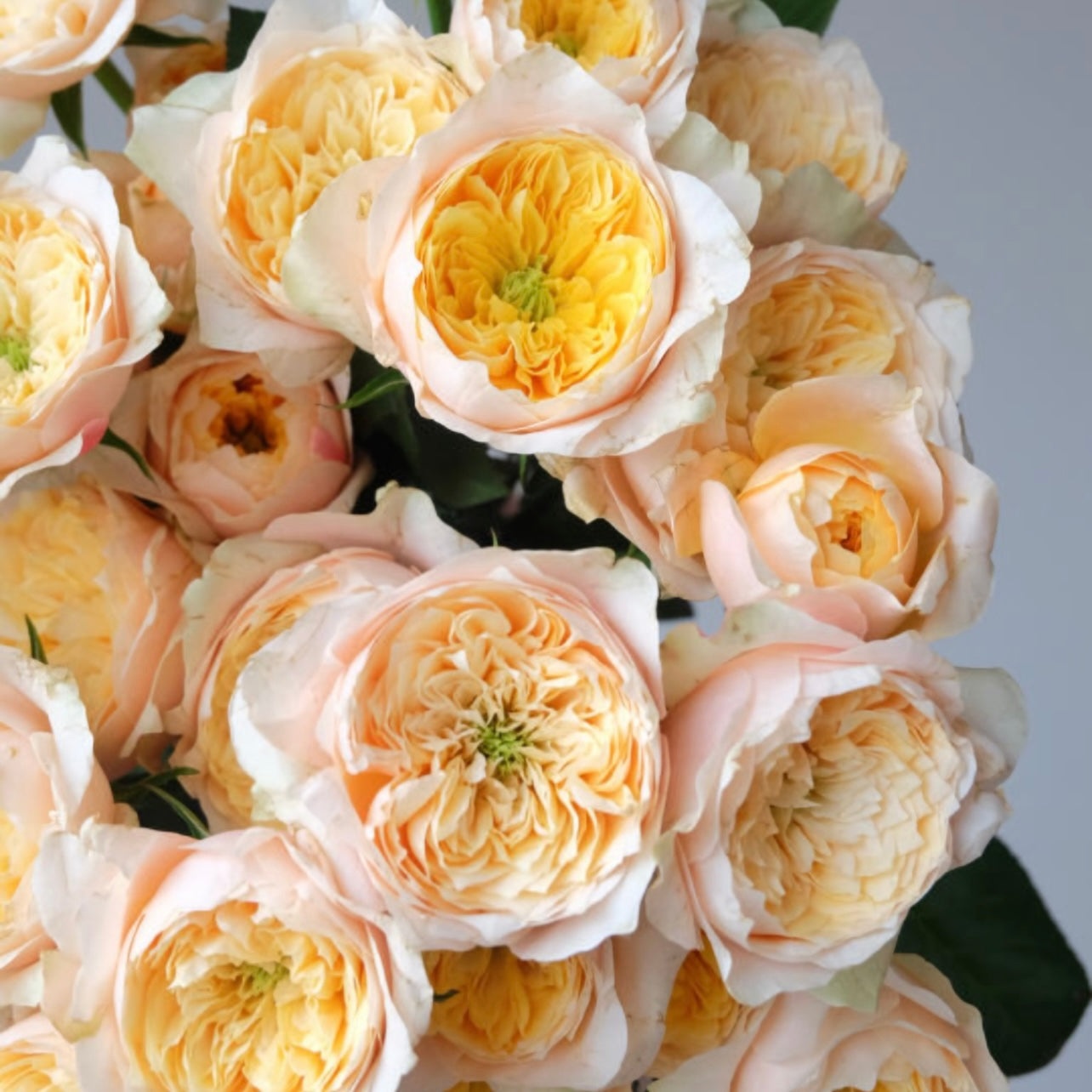Golden Vuvuzela Rose - Kate Roses