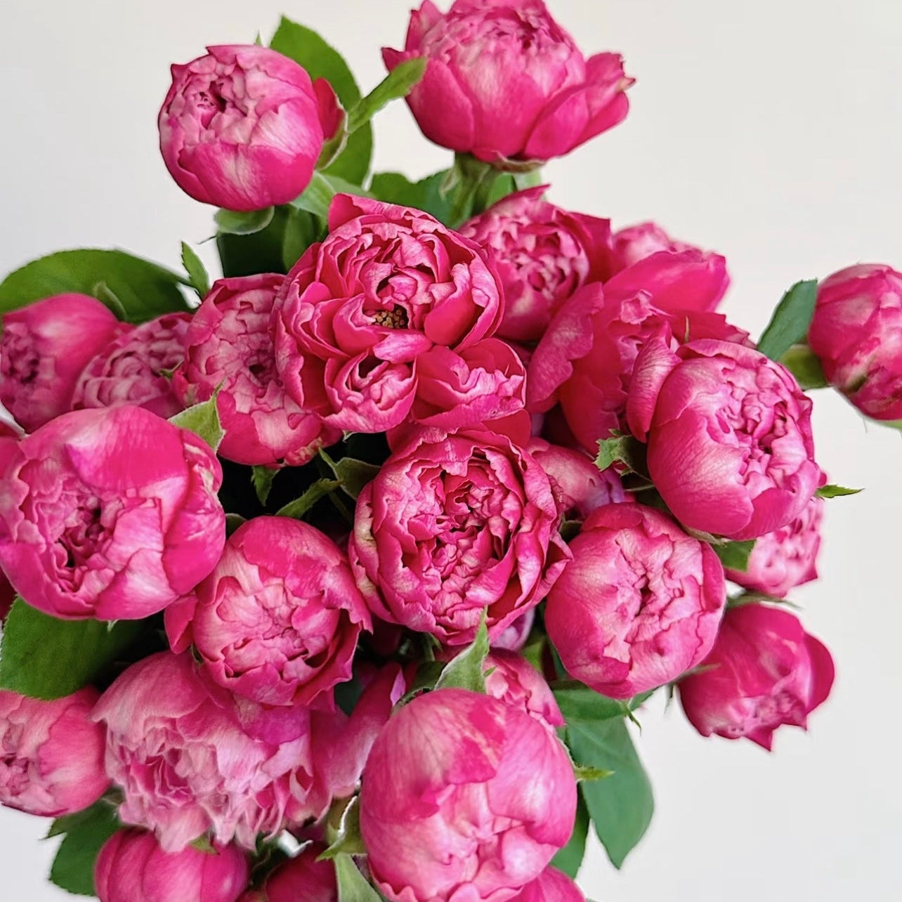 Zi Wu Ning Shuang Rose