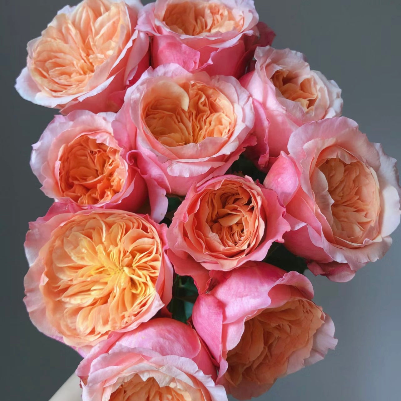 Victoria ‘s Secret Rose - Kate Roses