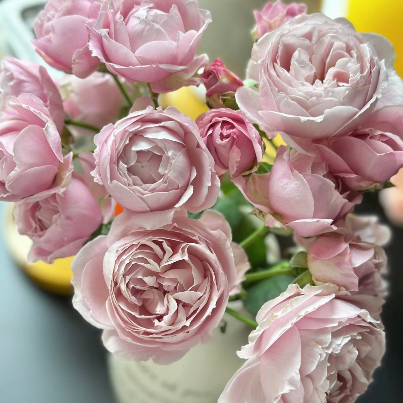 Roselyne Rose - Kate Roses