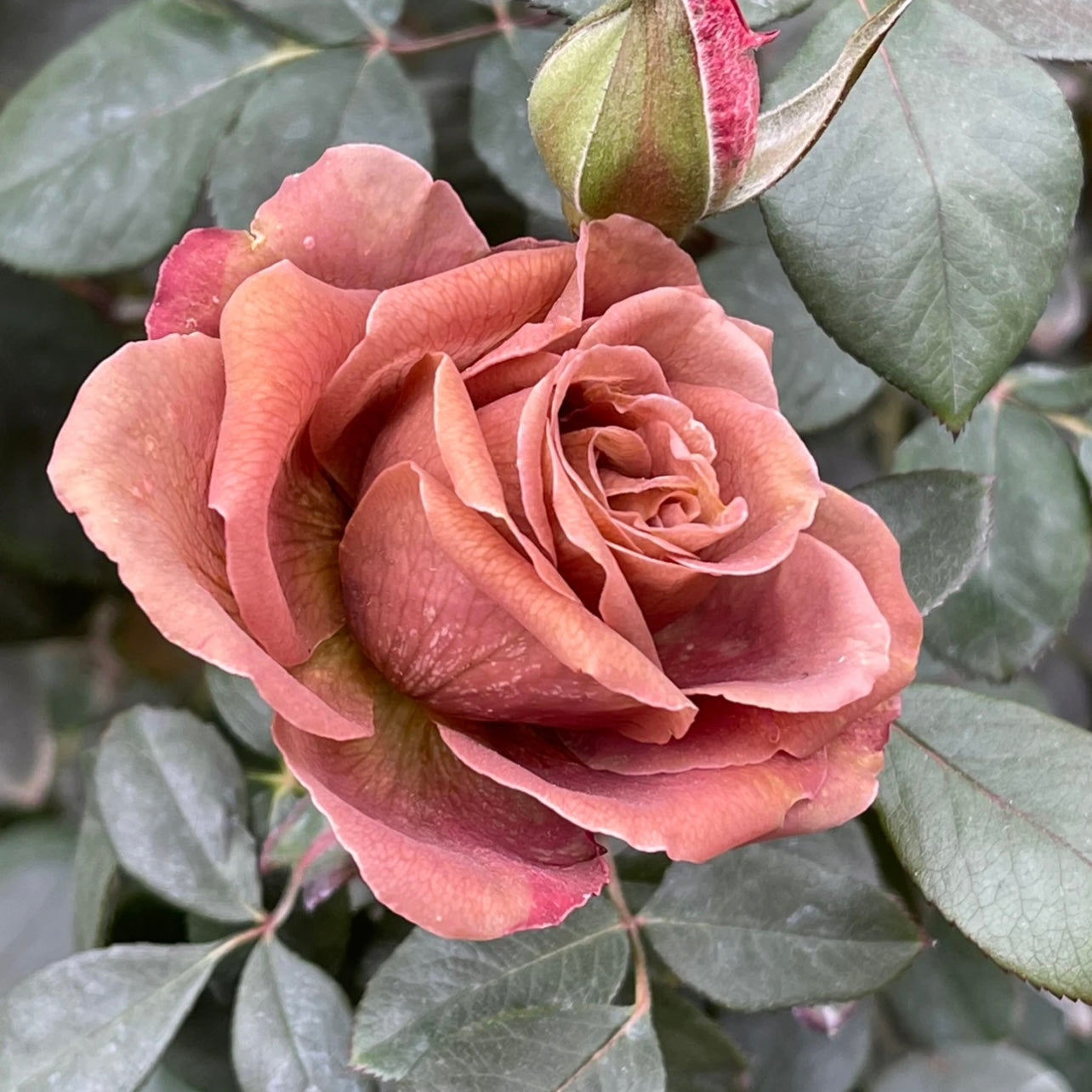 Solfa Rose - Kate Roses