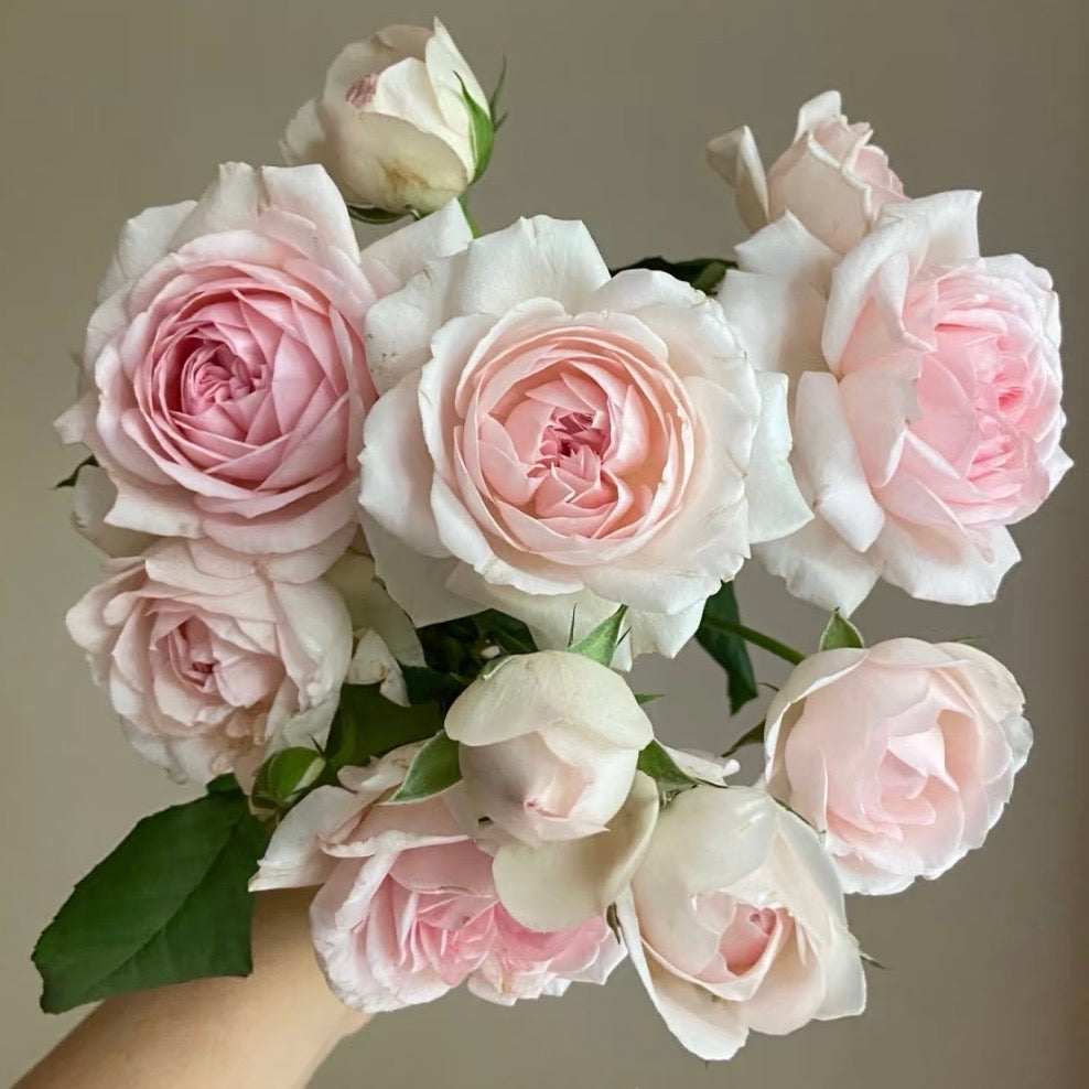 M-Wedding Box Rose