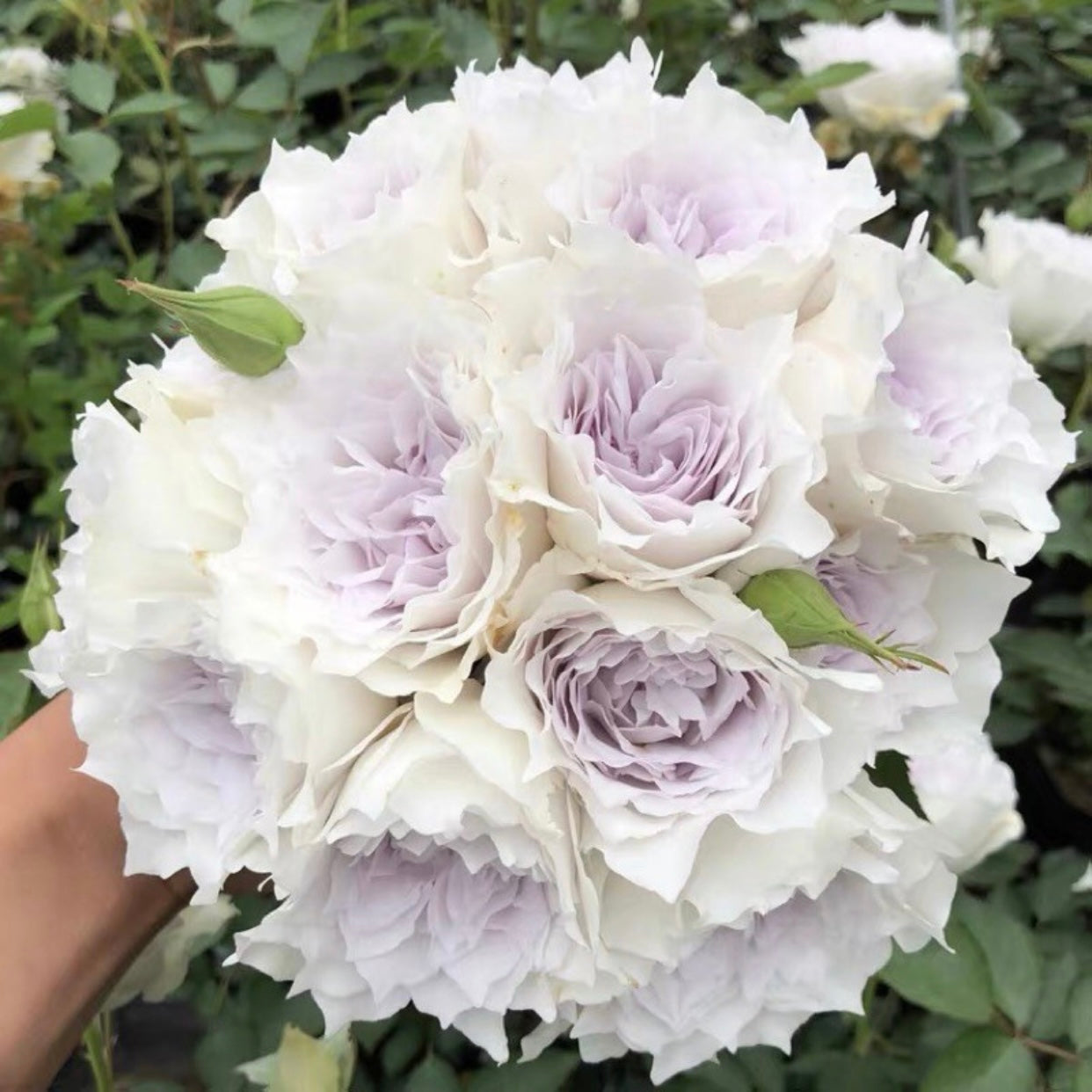 Gabriel rose plant in full bloom with soft lavender-white flowers and lush green foliage, elegant and perfumed..