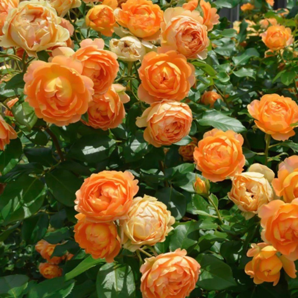 Honey Caramel Rose - Kate Roses