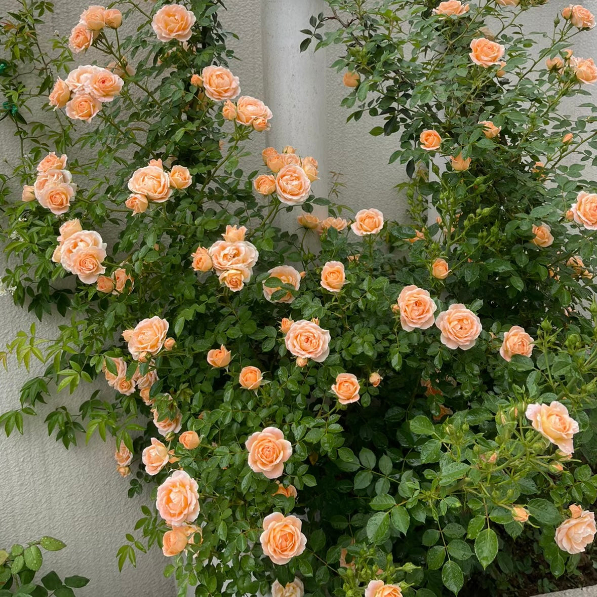 Sweet Dream Rose - Kate Roses