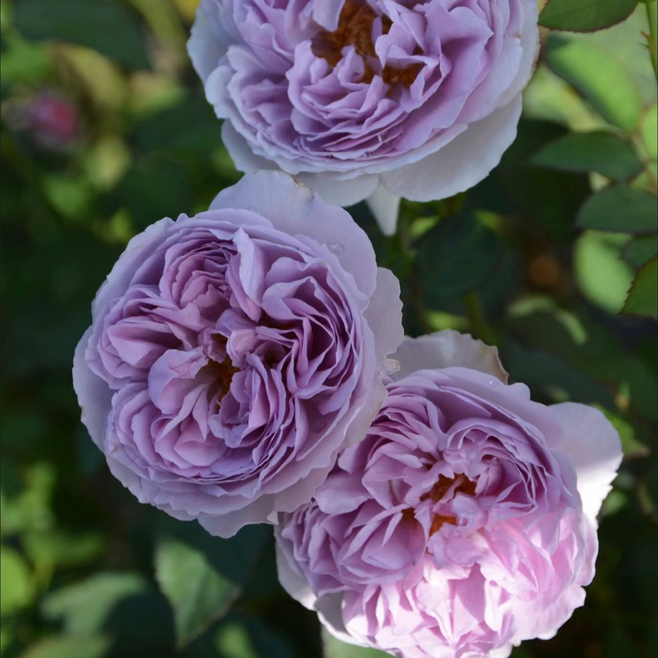 Lilas rose glowing in sunlight with lavender petals and velvety purple tones, highly fragrant shrub rose from Kate Roses.