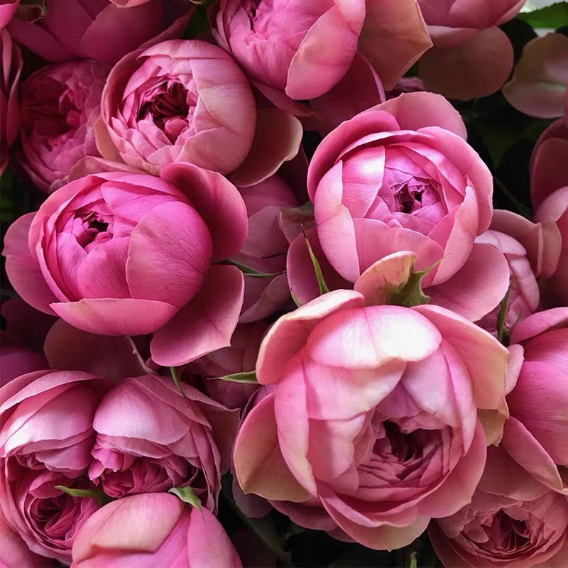 Lotus Gem Rose - Kate Roses