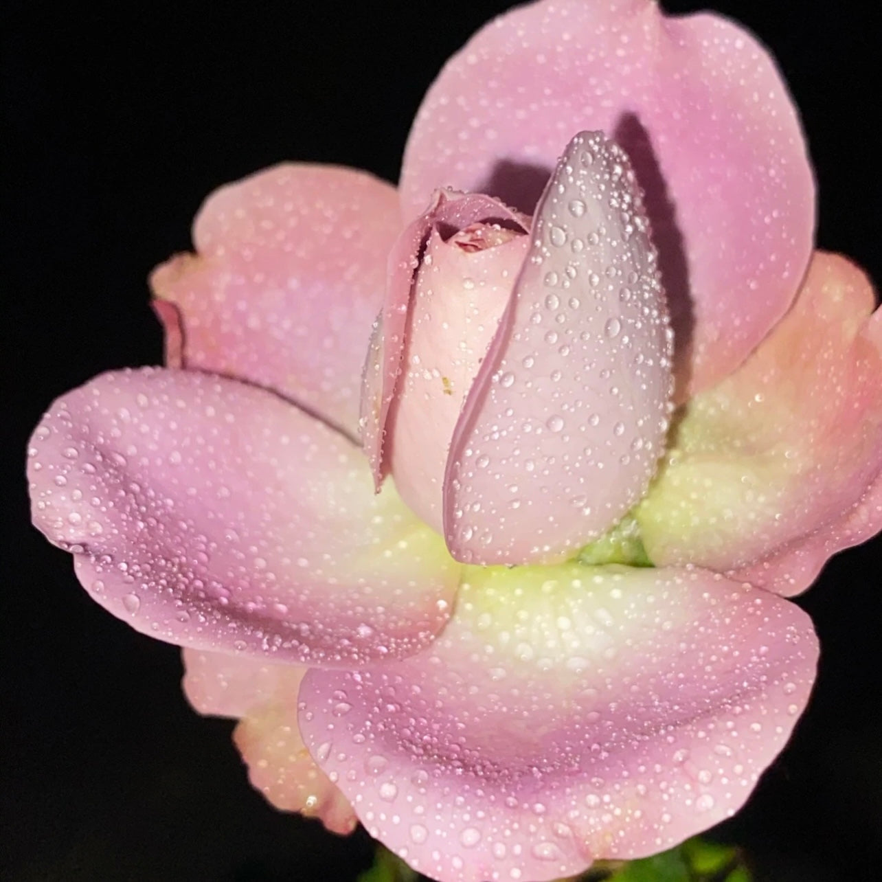 Solfa Rose - Kate Roses