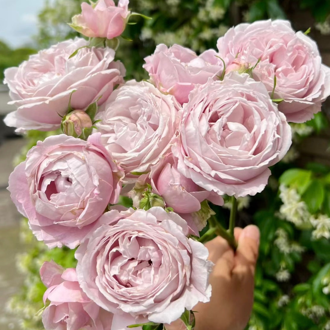 Roselyne – Light pink Floribunda Rose | Kate Roses