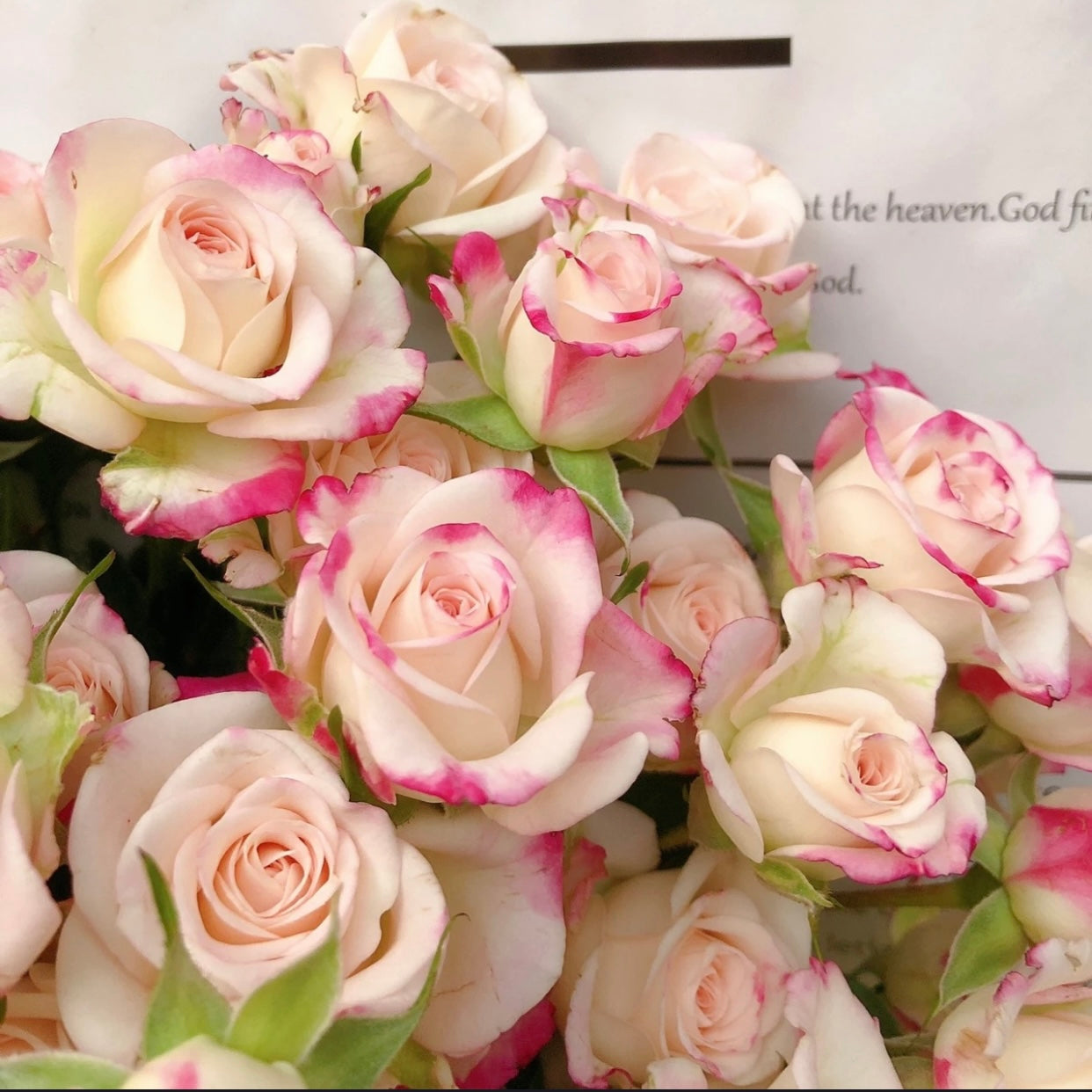 Reflex Rose - Kate Roses