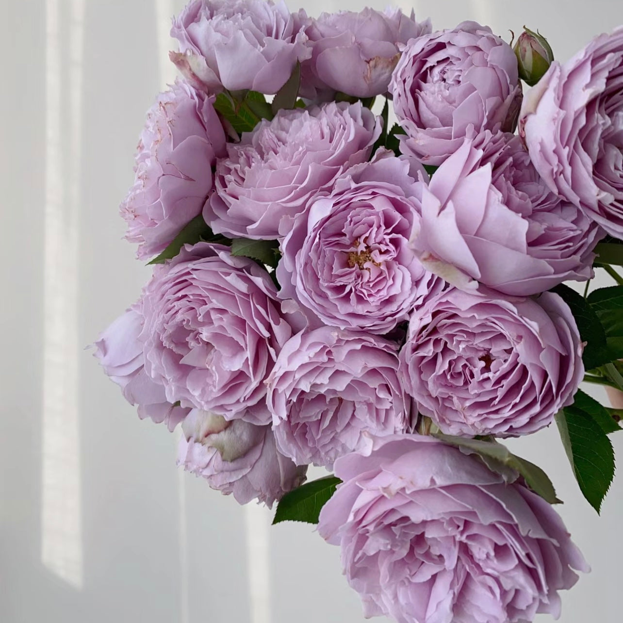 Cluster of Kong Meng floribunda roses in full bloom, displaying lavender petals and rich damask fragrance.